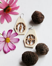 Load image into Gallery viewer, Black Walnut - Holly